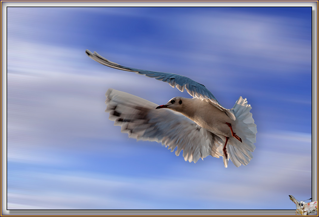 Mouettes