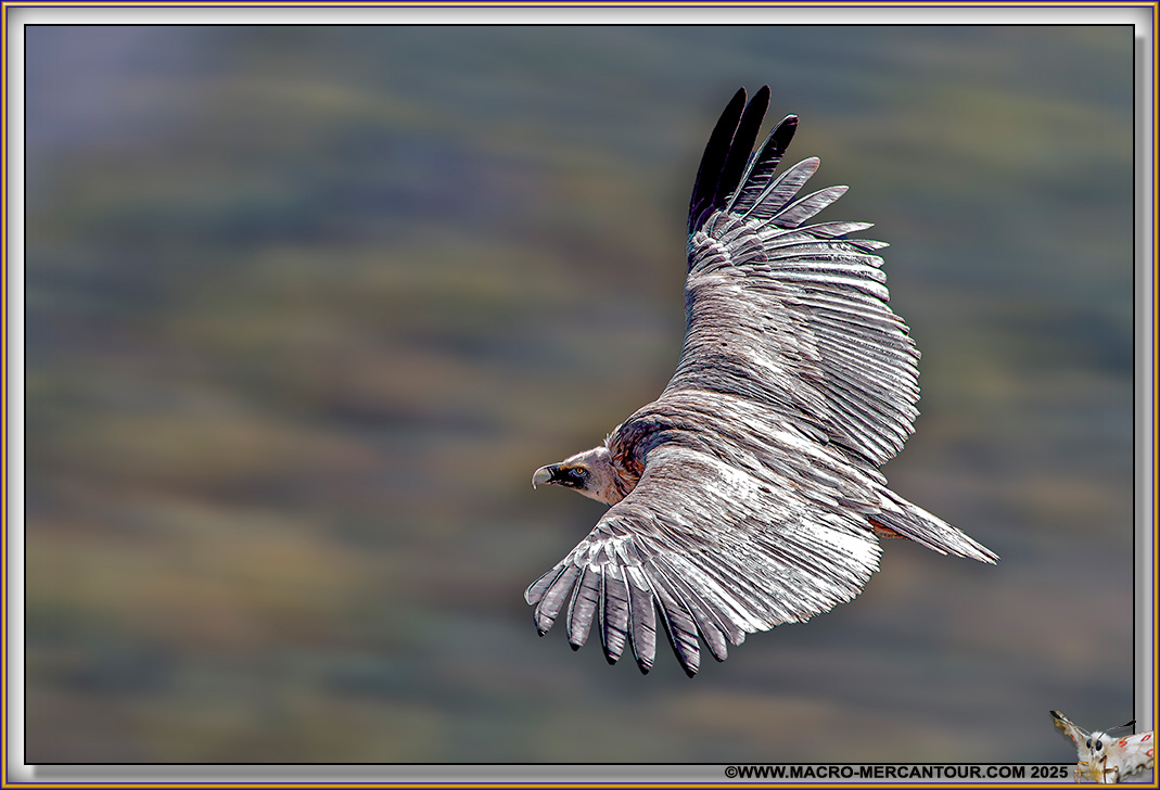 VAUTOUR FAUVE