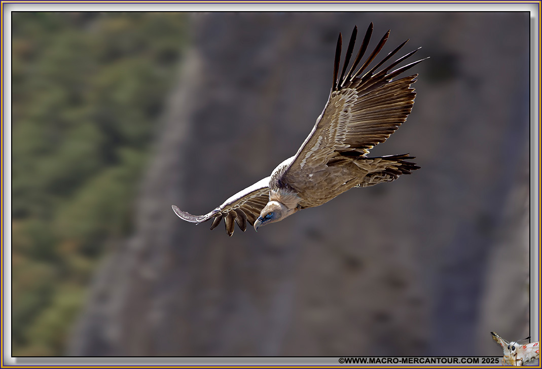 VAUTOUR FAUVE