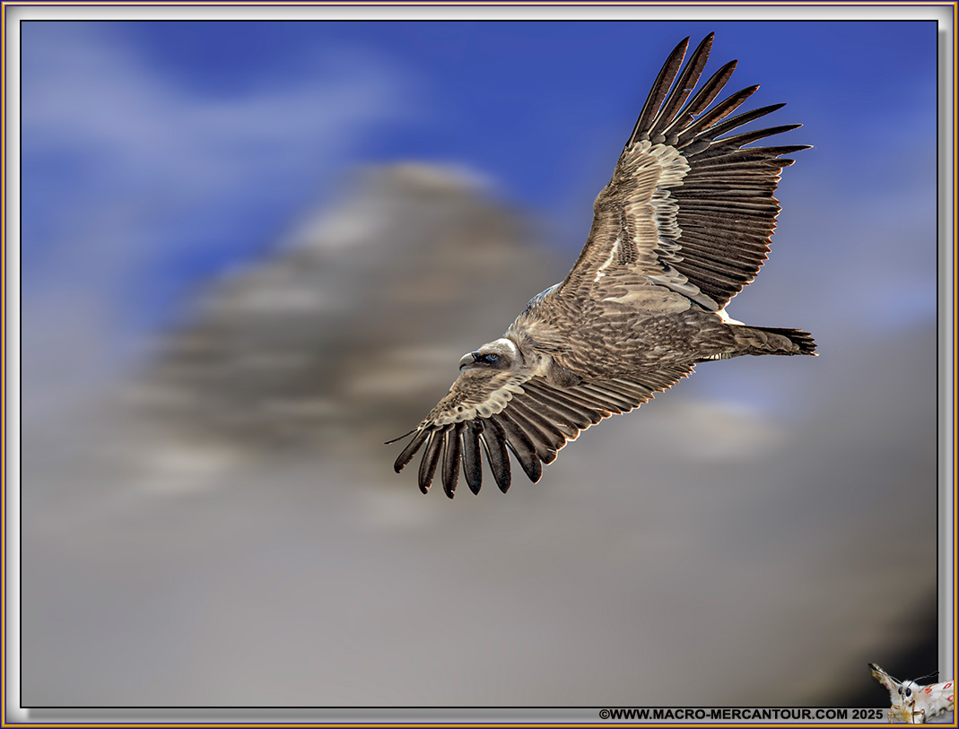 VAUTOUR FAUVE