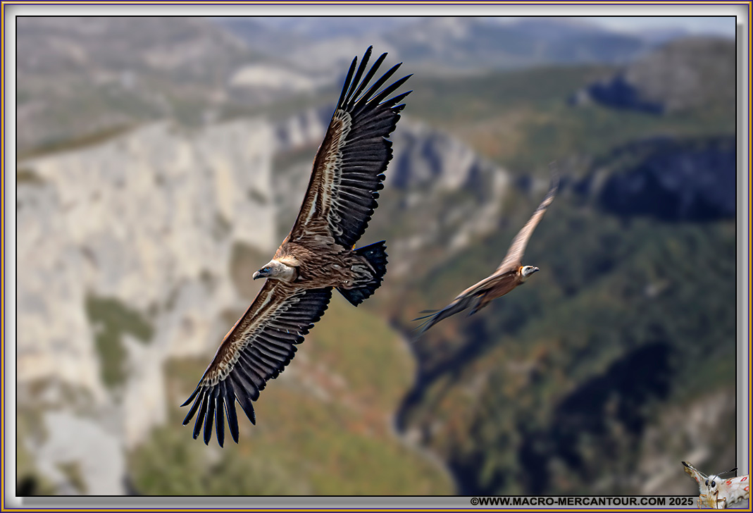 VAUTOUR FAUVE