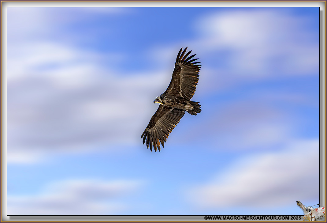 VAUTOUR MOINE