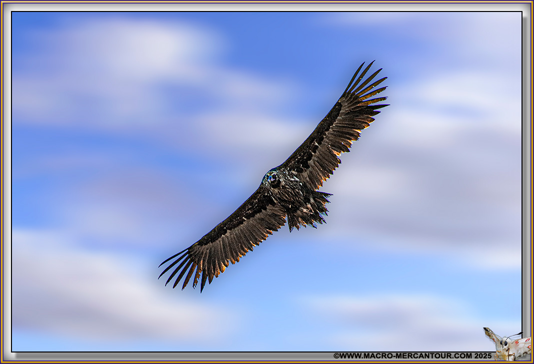 VAUTOUR MOINE