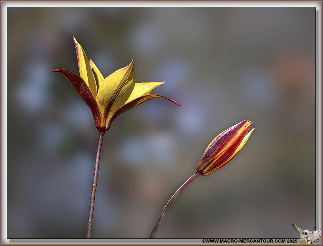 TULIPE DE CELSE