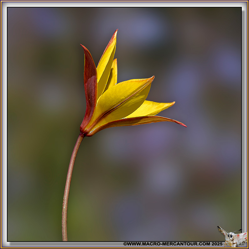 TULIPE DE CELSE