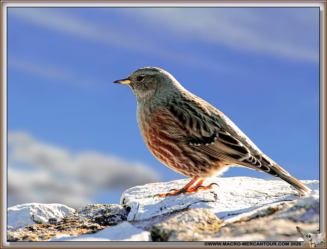 Accenteur alpin