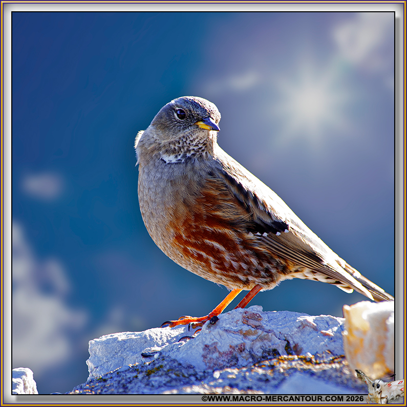Accenteur alpin