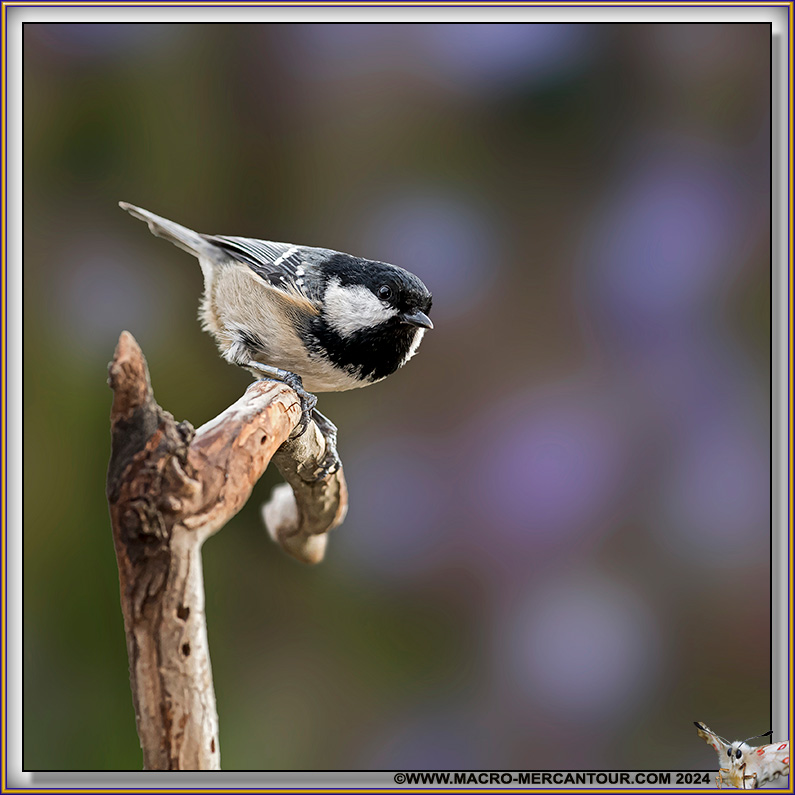 Mésange noire