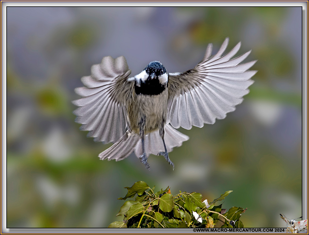 Mésange noire