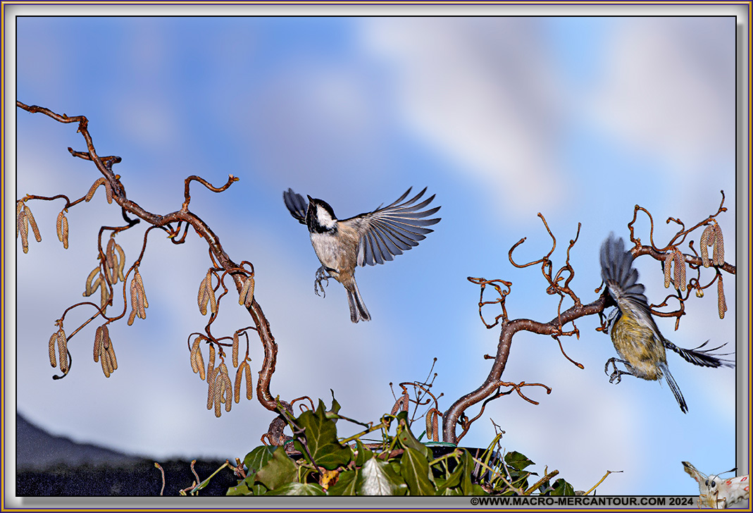 Mésange noire