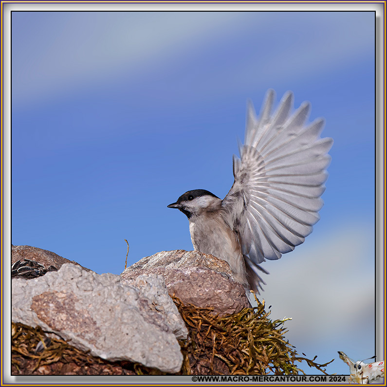 Mésange Nonnette