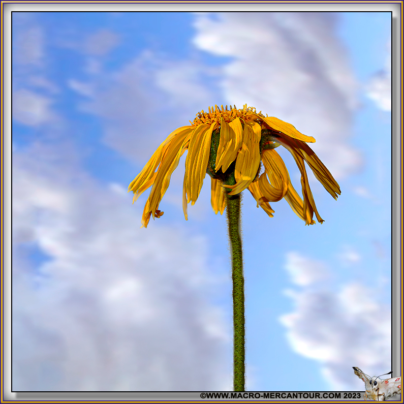 Arnica