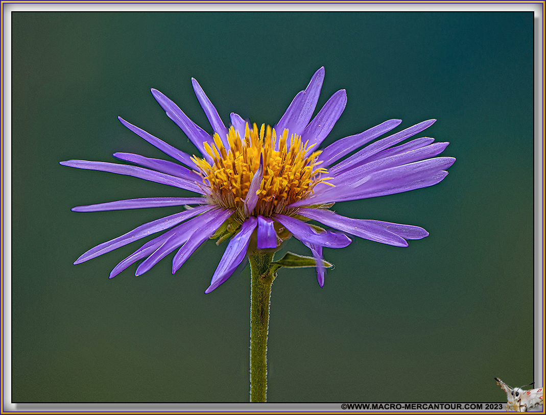 ASTERS