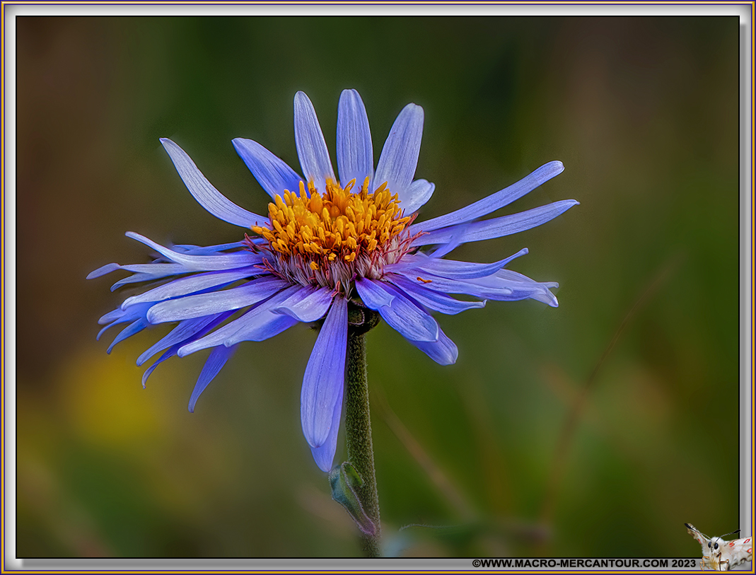 ASTERS