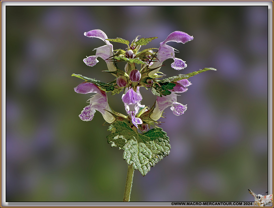Lamier pourpre