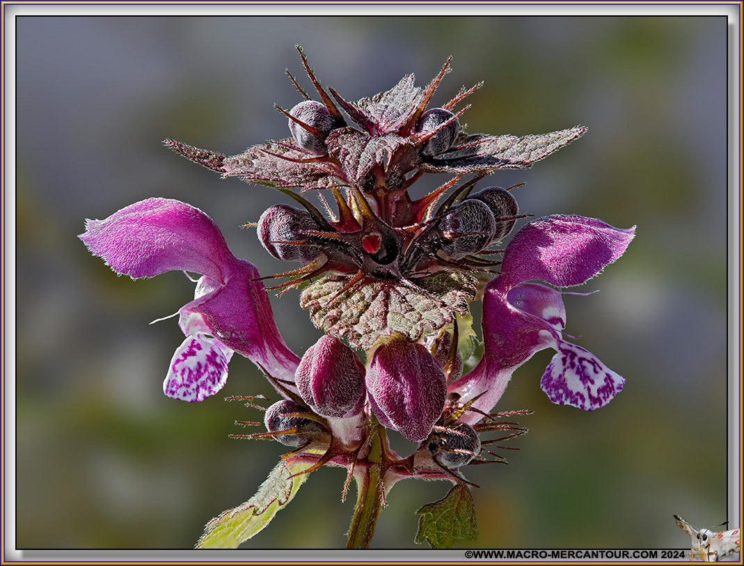 Lamier pourpre