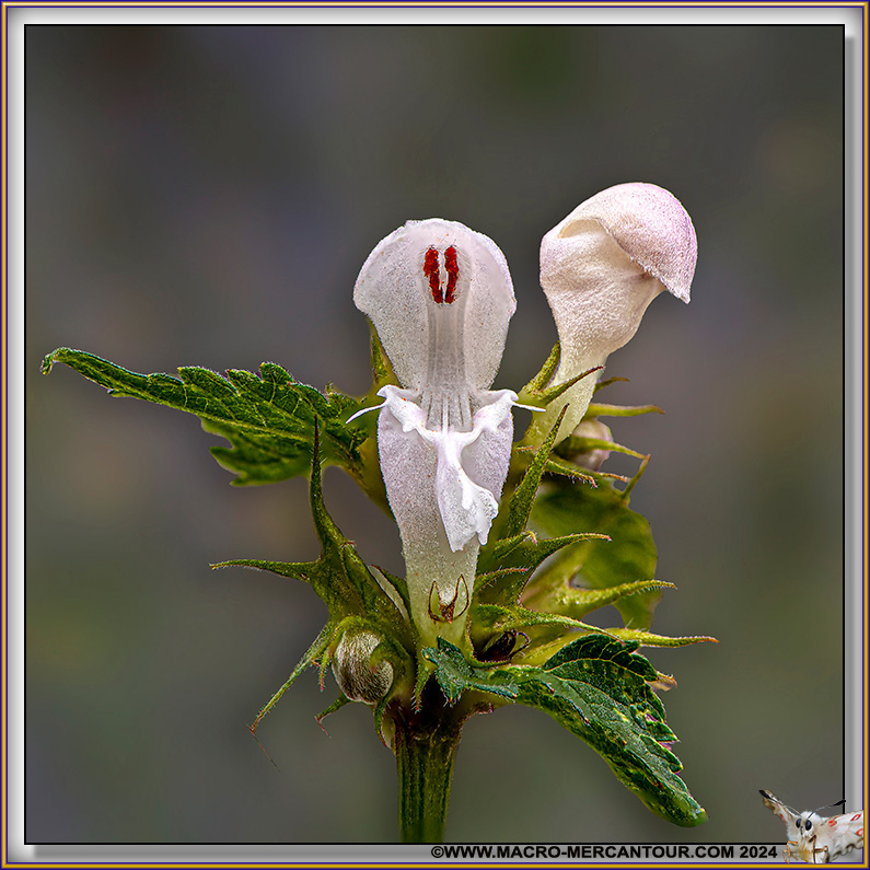 Lamiers albinos