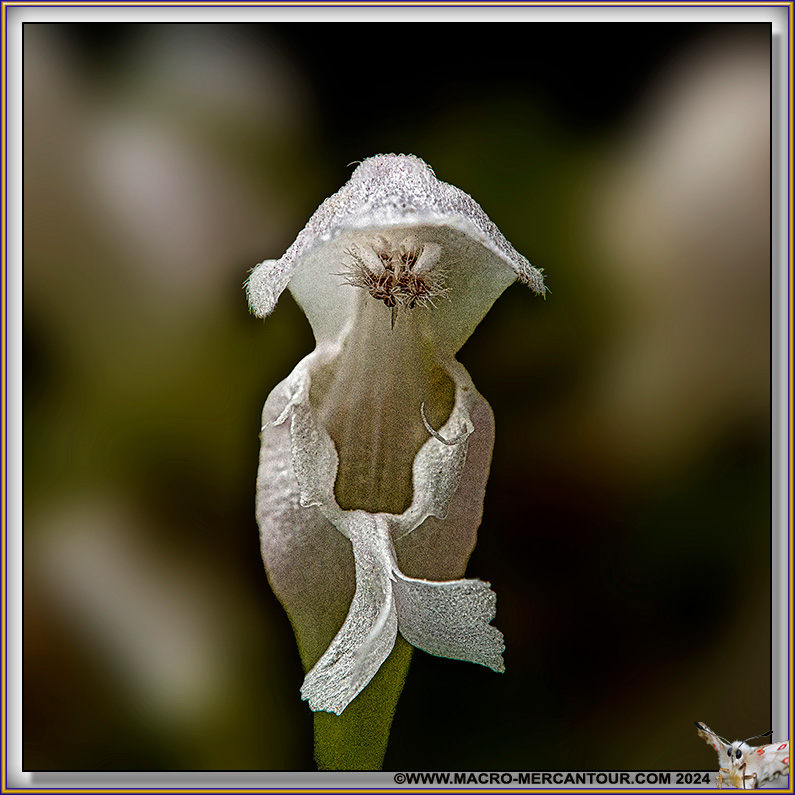 Lamiers albinos
