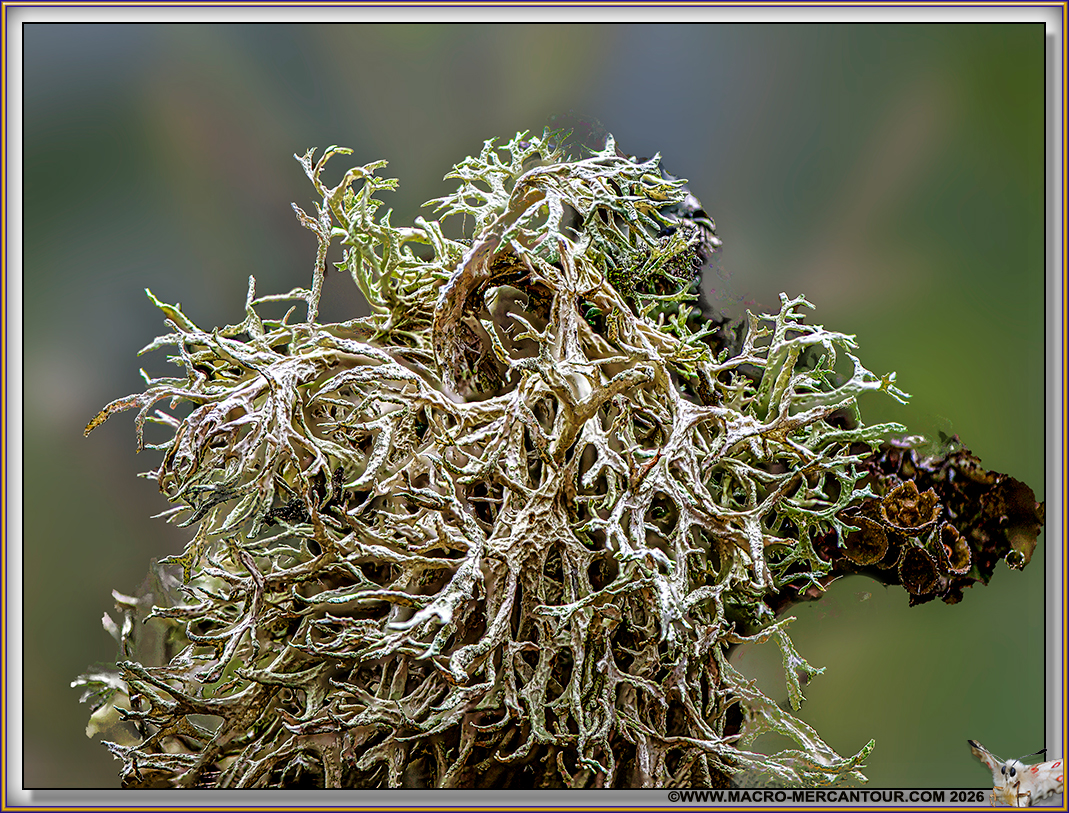 Lichens