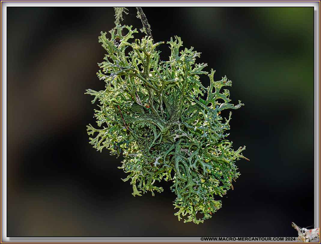 Lichen