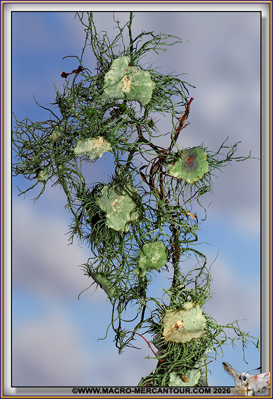Lichens
