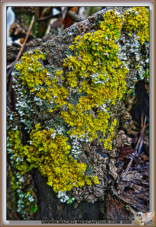 Lichens