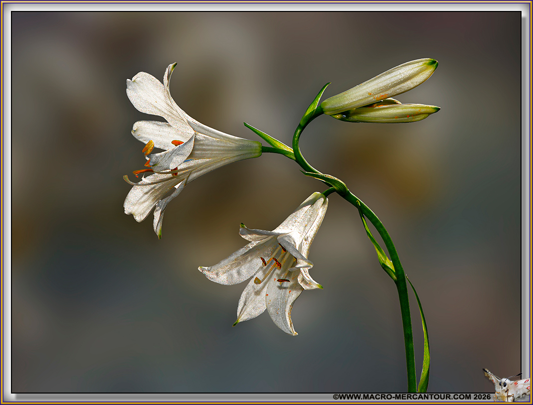Lis de Saint Bruno