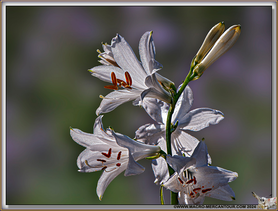 Lis de Saint Bruno