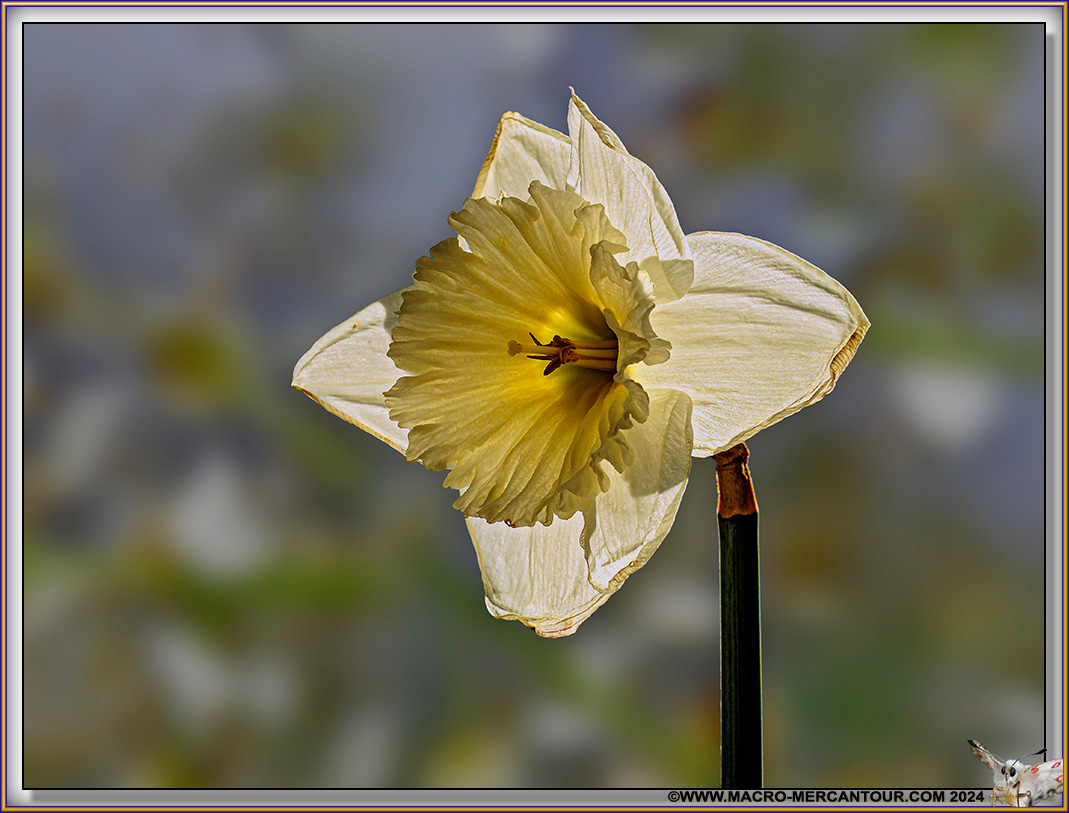 NARCISSES