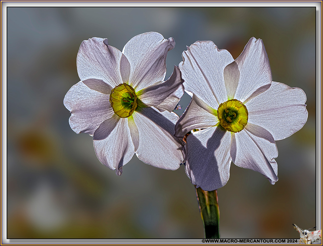 NARCISSES