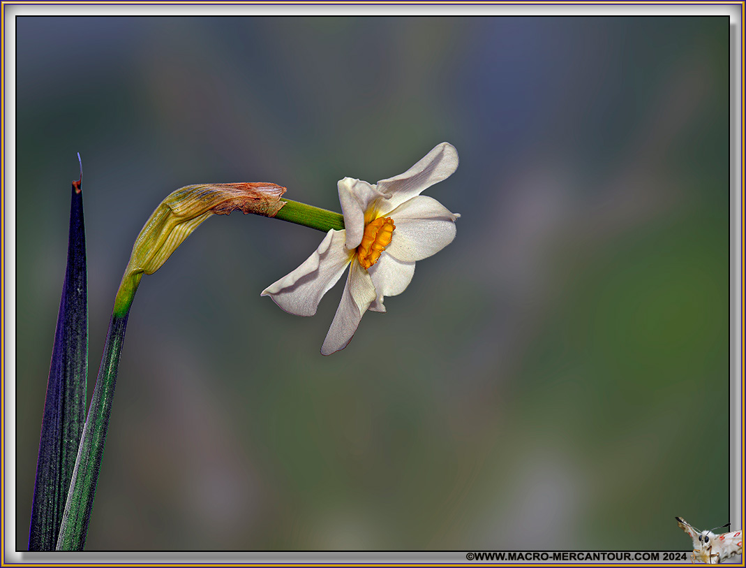 NARCISSES