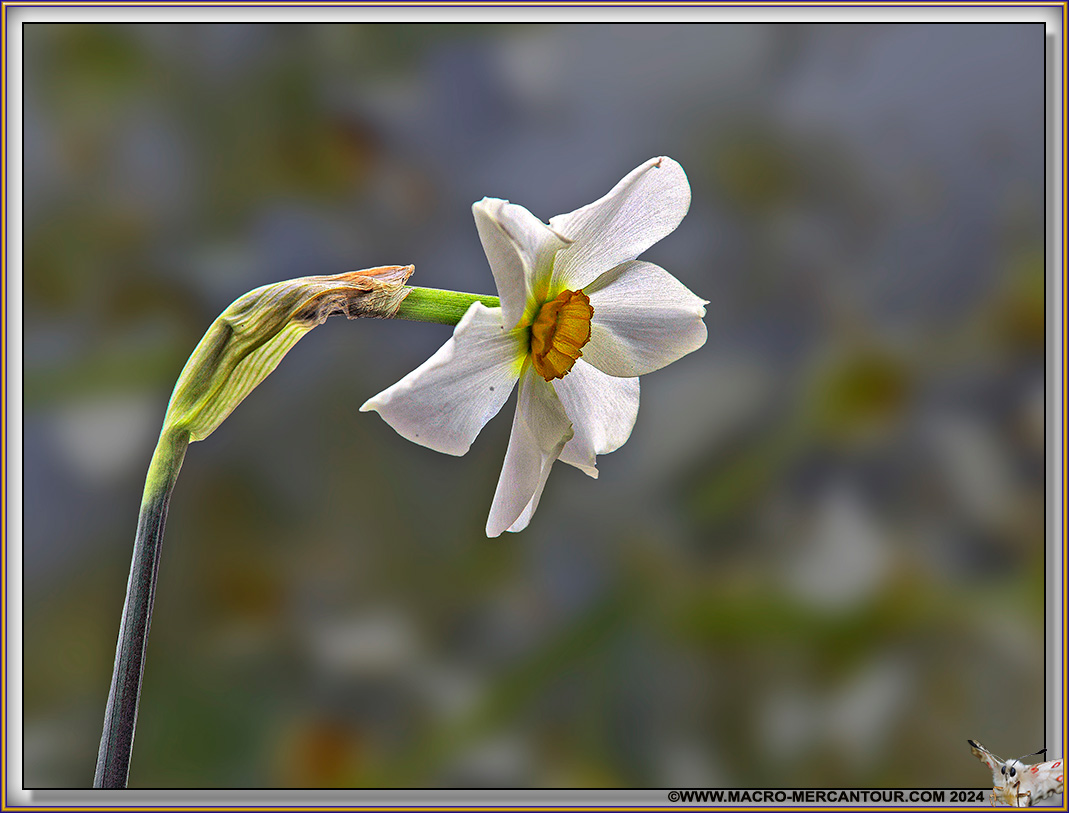 NARCISSES