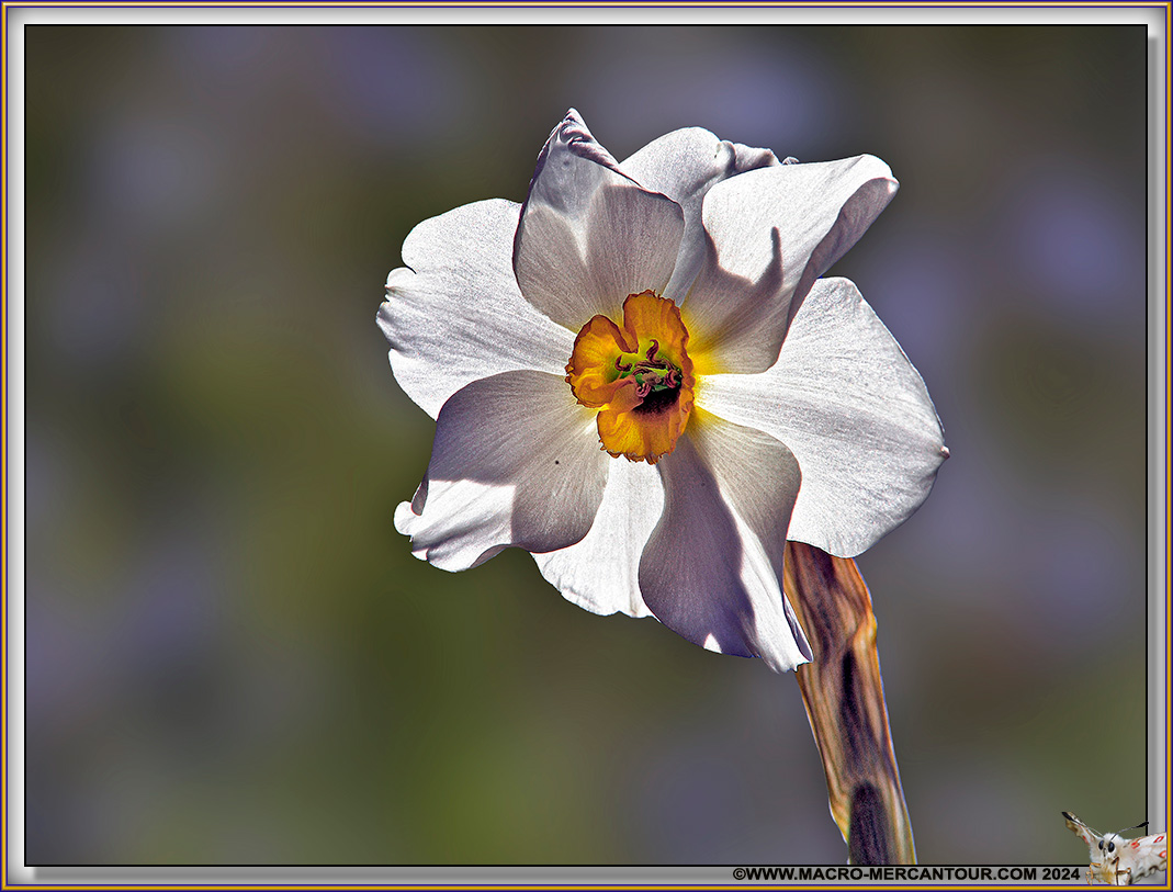 NARCISSES