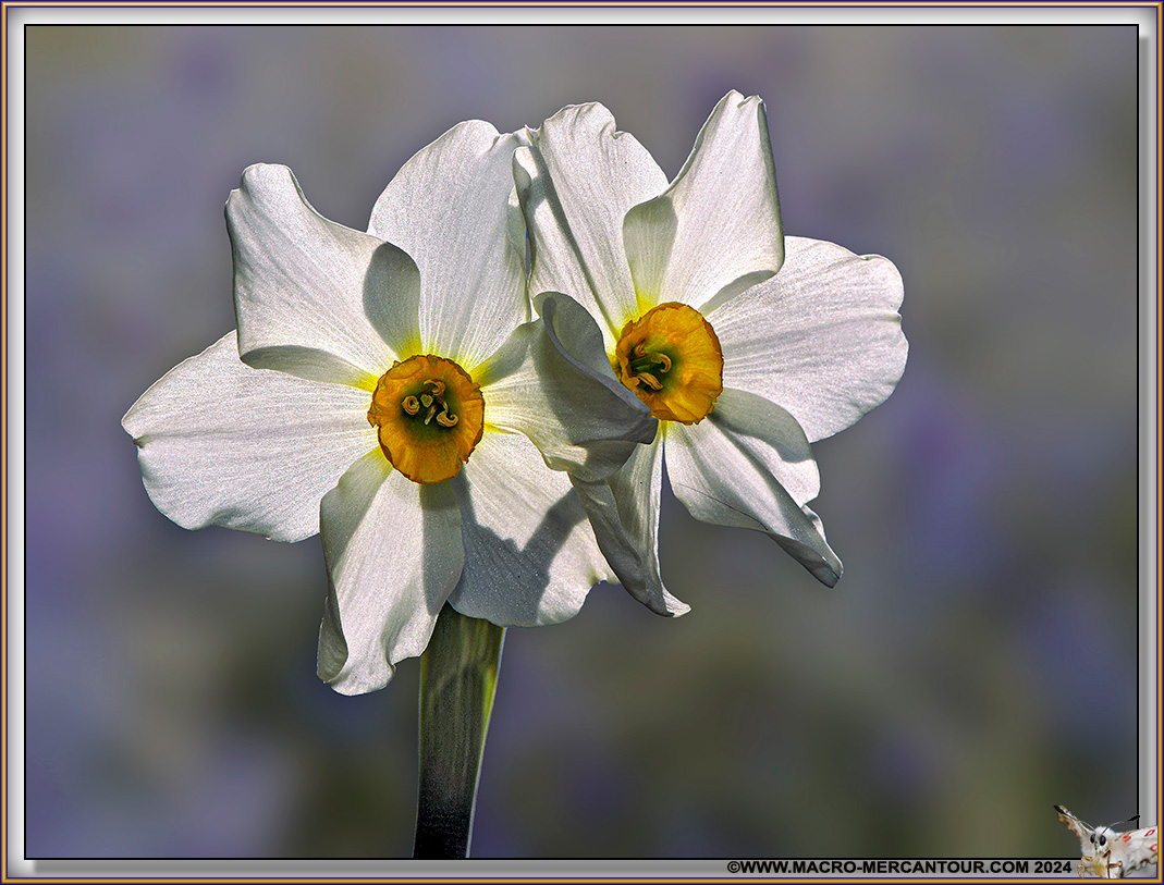 NARCISSES