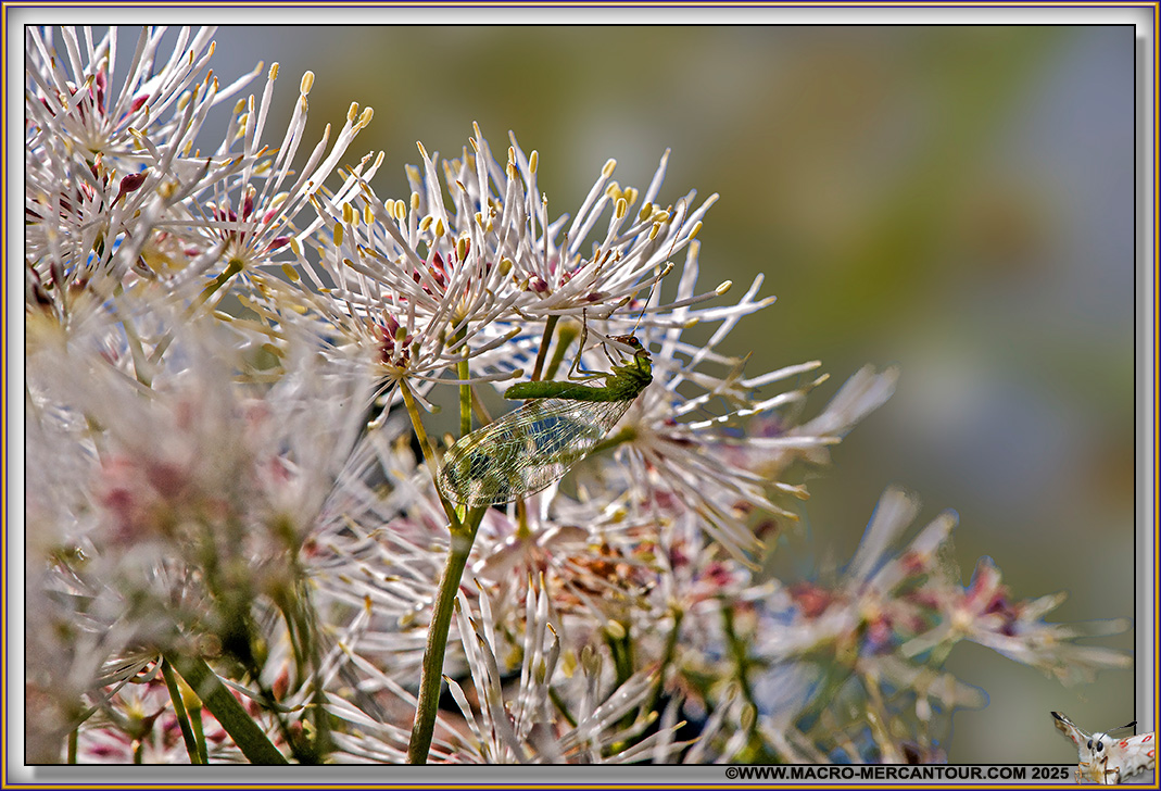Thalictrum