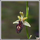 Ophrys ligustica
