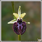 Ophrys ligustica
