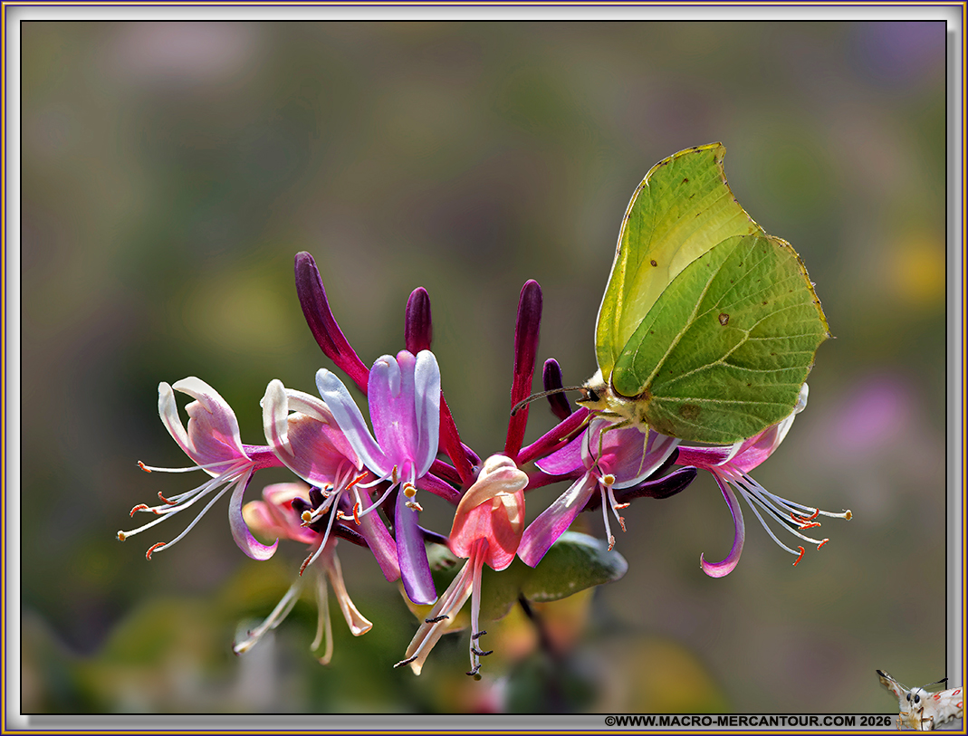 Citrons