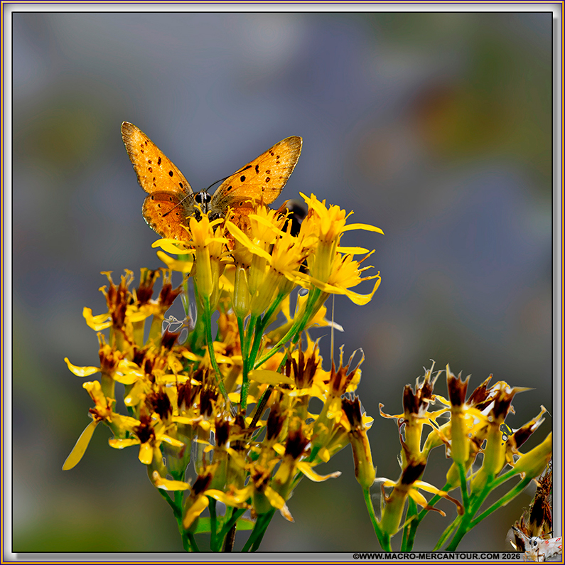 Cuivr&eacute; de la Verge d'Or