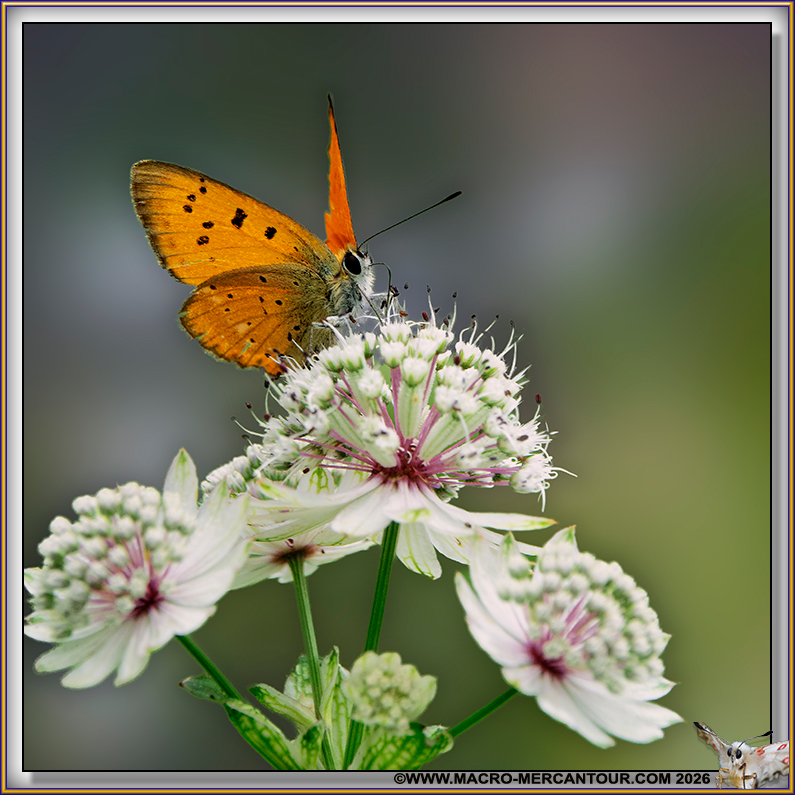 Cuivr&eacute; de la Verge d'Or